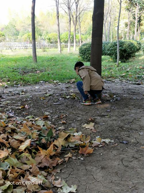 小学生蹲在路边捡梧桐叶观察的近景