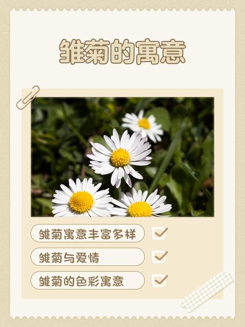 雏菊的寓意，远比你想象的复杂