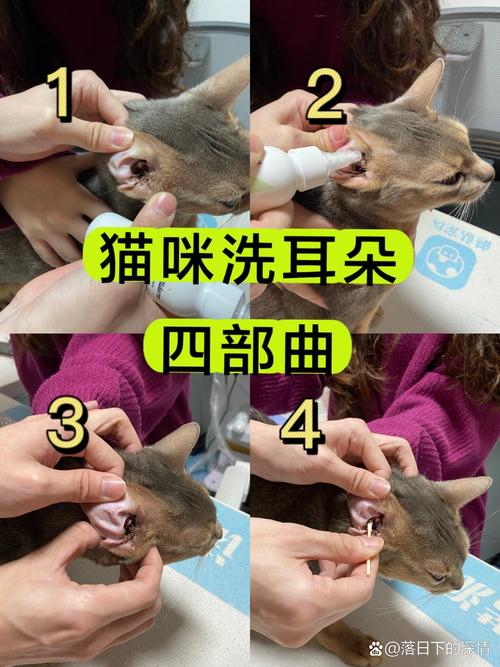 给猫揉耳根滴洗耳液的正确操作现场