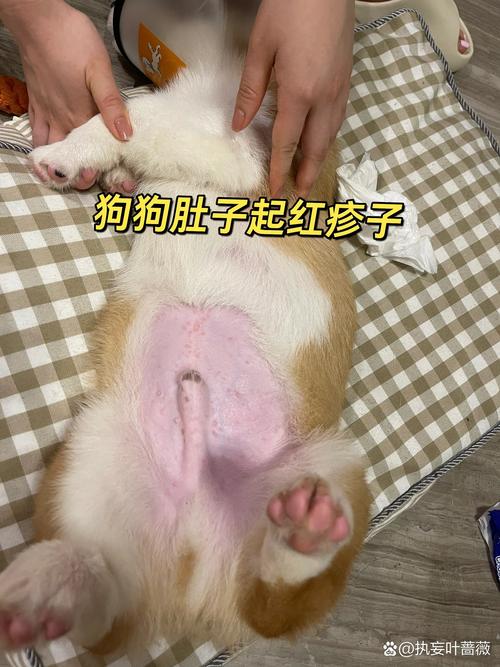 狗狗腹部宠物过敏红疹实拍图