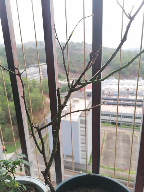 当00后接过卡尺，老家族故事长出新枝桠