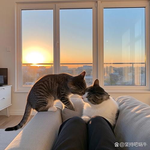 黄昏时主人在客厅逗猫玩耍抓拍