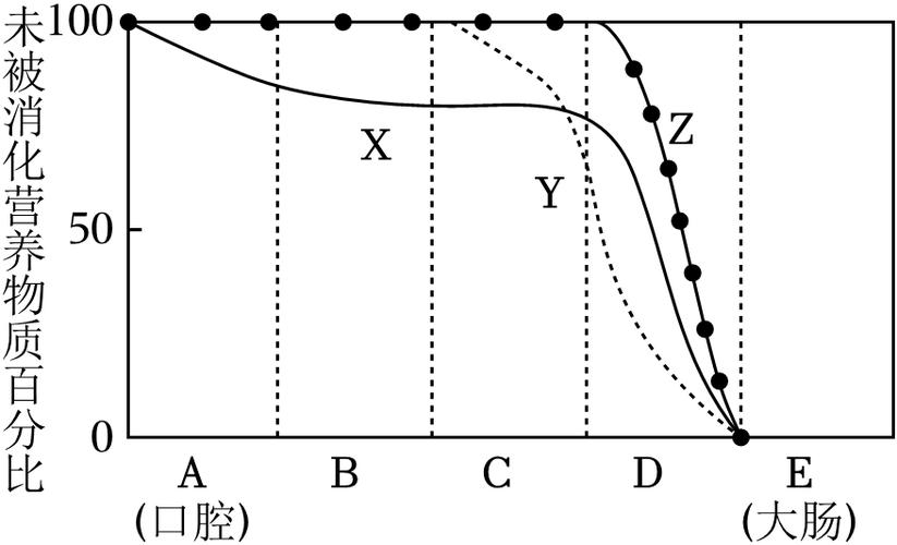 淀粉蛋白质脂肪消化曲线图消化道横坐标