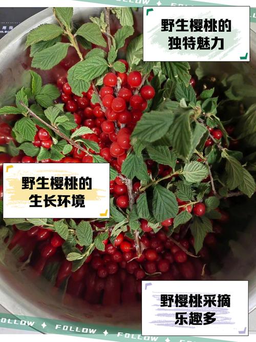 南漳巡检古镇赶场日竹筐装的带叶野生樱桃