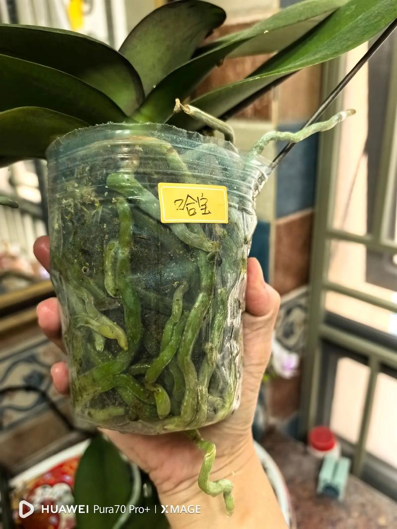 家中窗边散射光下根系健康的蝴蝶兰盆栽