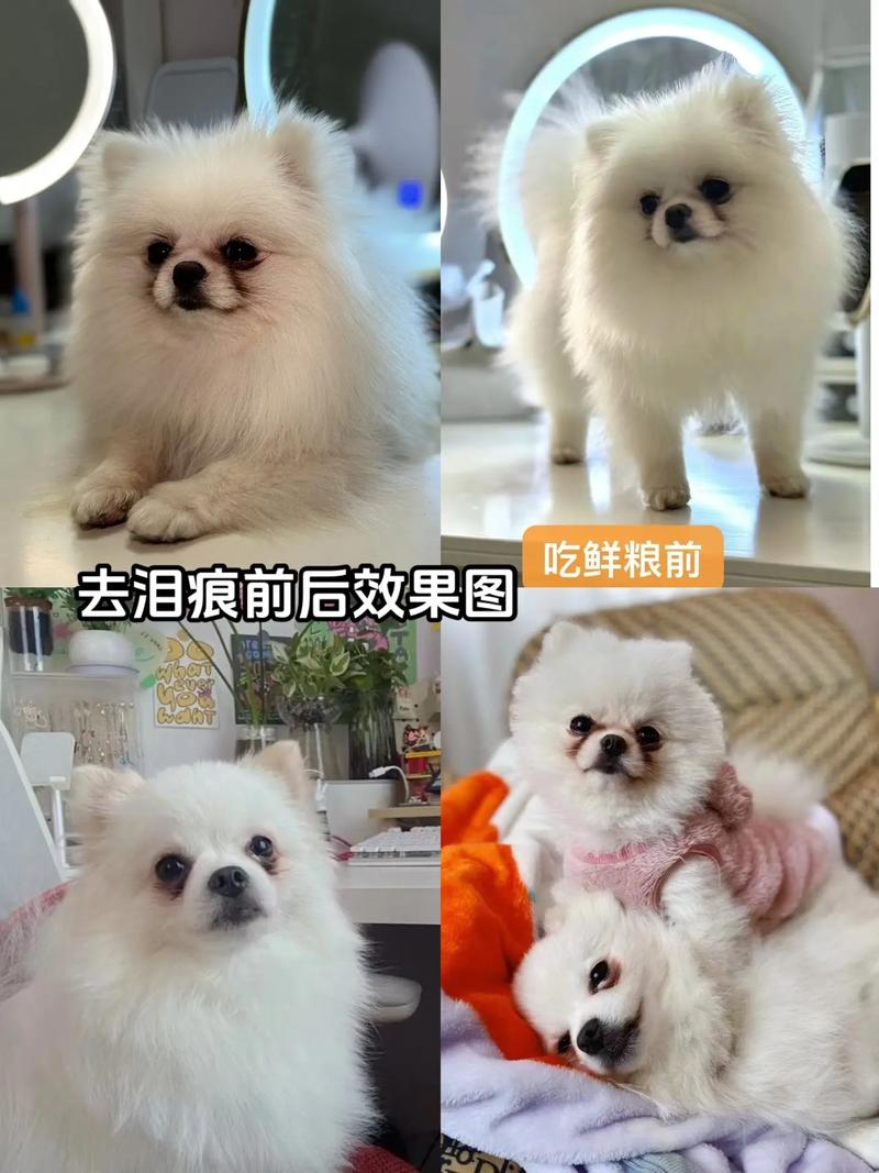 狗狗去泪痕前后脸部对比图