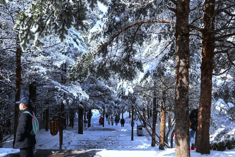 峨眉金顶古钟旁落雪冷杉枝