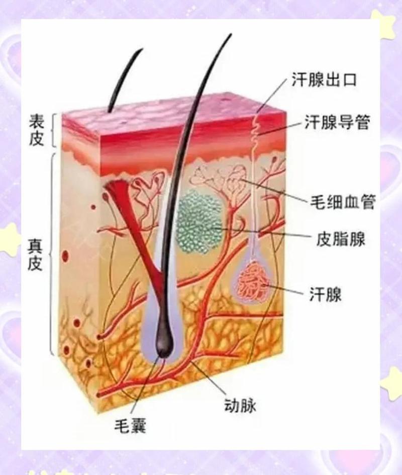 人体手部皮肤皮脂腺分布示意图