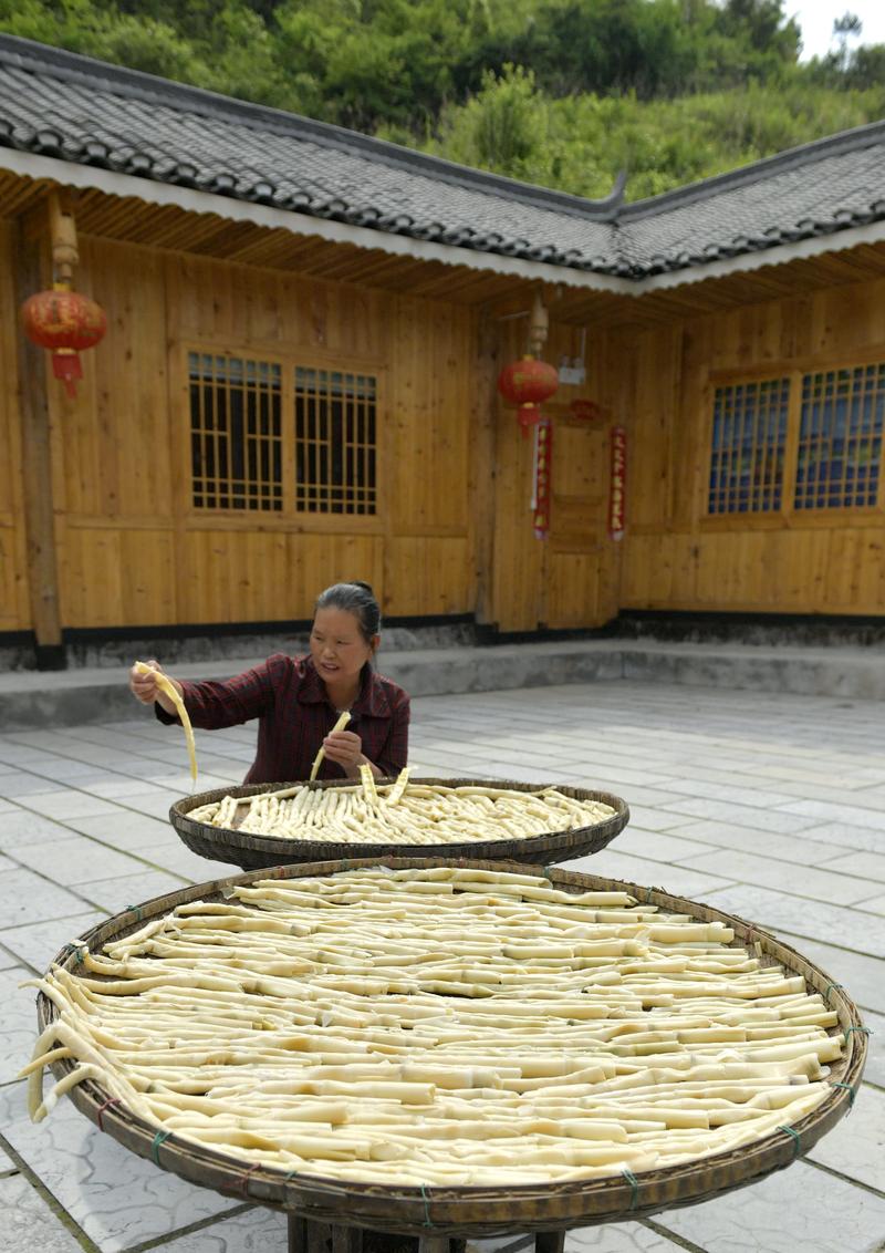 九华山花台步道边山民晾晒鲜笋片的竹簸箕