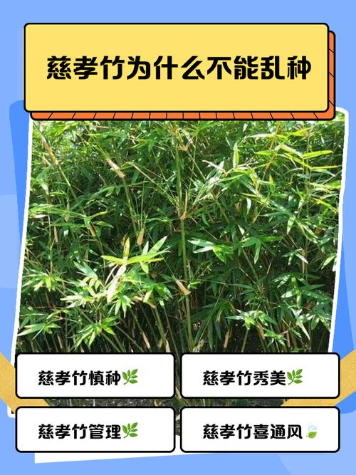 为什么偏偏是竹子