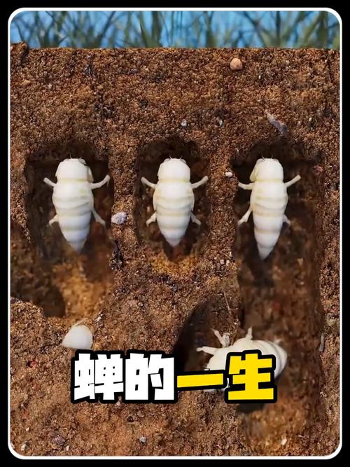 蝉生命周期地下幼虫破土而出瞬间
