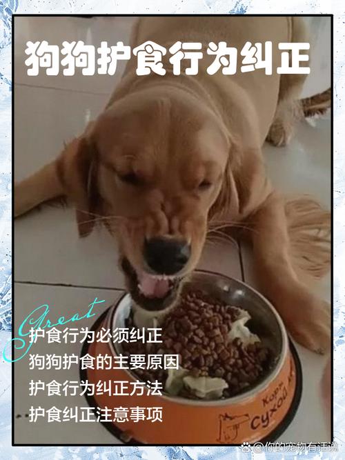 错误抢狗饭护食训练示范图