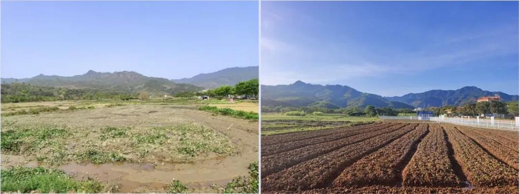 南京江宁农村撂荒耕地整改前后对比图