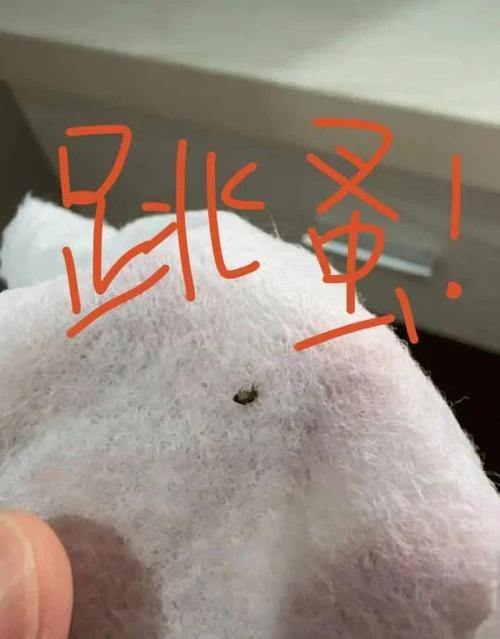 宠物皮屑在卧室空气中漂浮的示意图