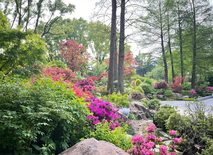 南京老门西口袋公园原生野花组合种植实景