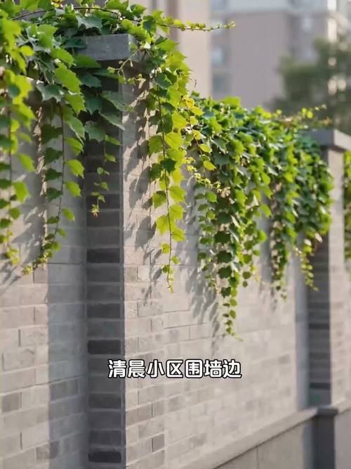 沿着围墙晃了一下午