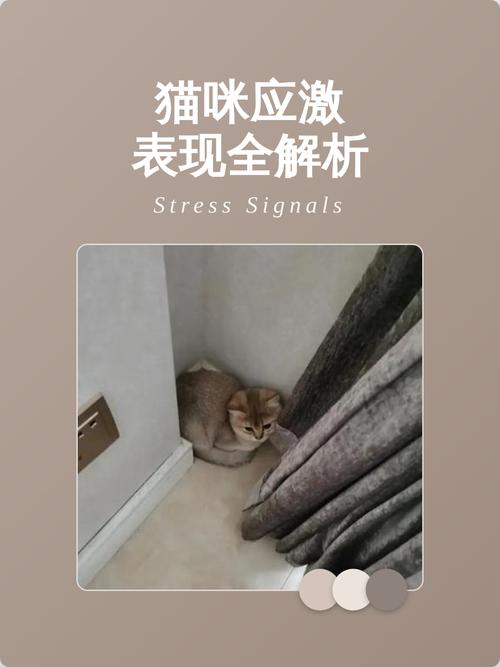 成年猫咪躲进衣柜顶应激状态实拍