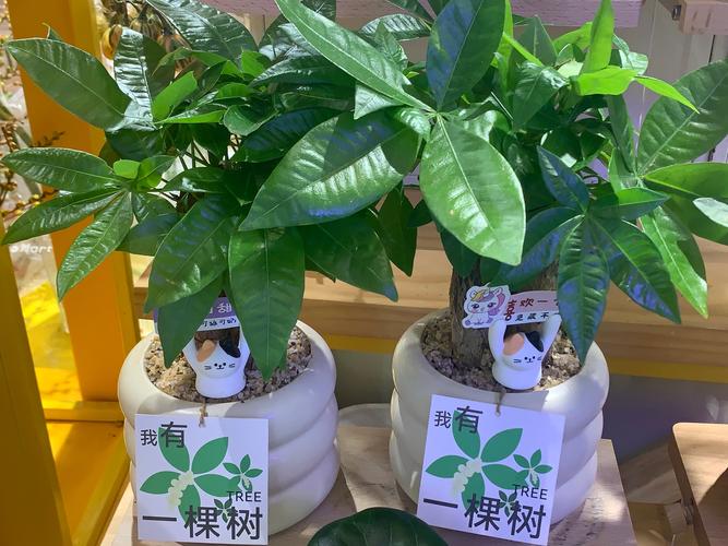 慢下来,和植物搞点“互动”