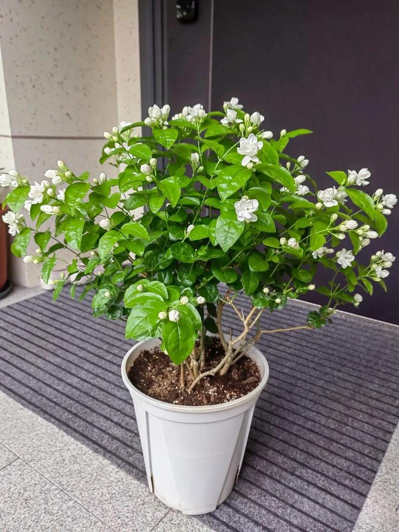 家庭阳台盆栽茉莉花夏季盛花状态