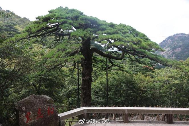 黄山始信峰失焦云海黑虎松前景