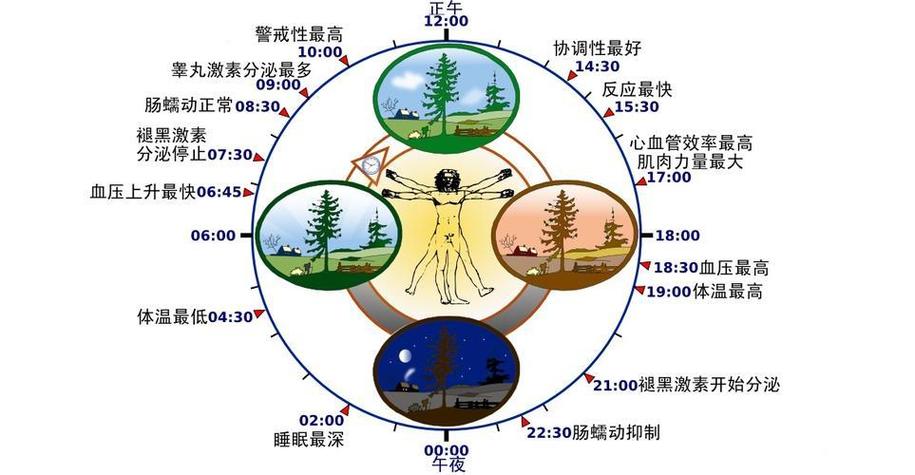 生物钟与睡眠稳态双过程模型示意图