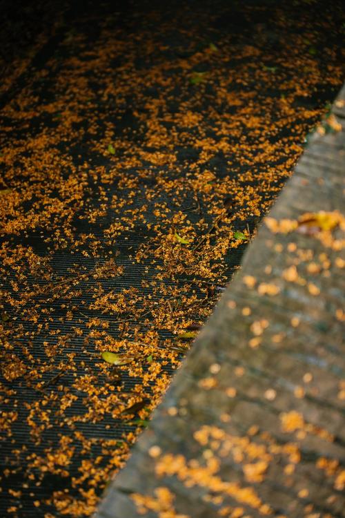 雨后的桂花洒落一地金黄,青石板路上布满花瓣