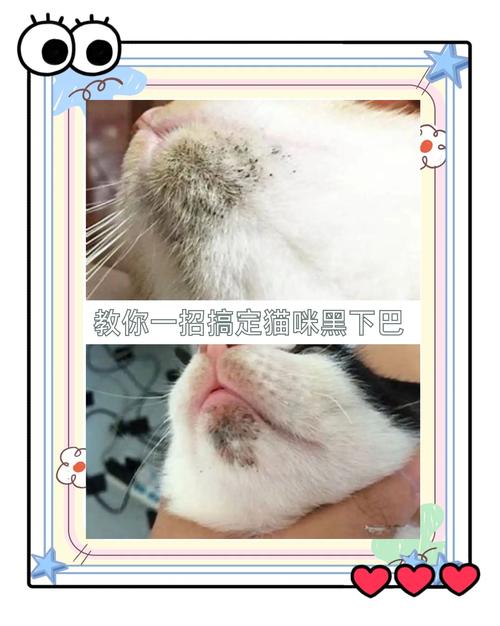 猫黑下巴医用棉片擦拭实拍