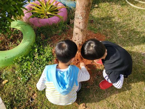 母子蹲在梧桐树下观察蚂蚁的亲子日常
