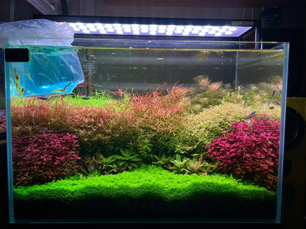 别再只盯着莫斯了，这些水草才是缸里的灵魂——我踩过的坑和私藏清单-因为所以