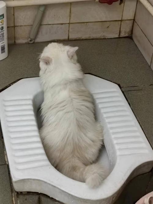 猫咪蹲在瑜伽垫旁边准备排泄的实拍图