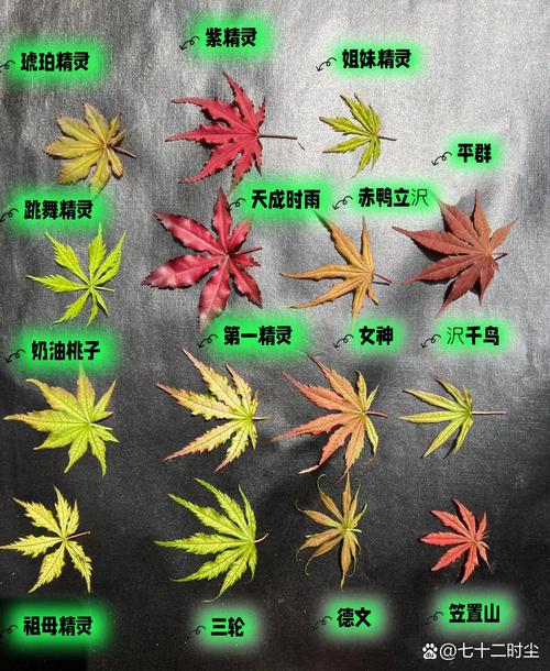 加拿大国旗糖枫叶片与日本红枫的对比图