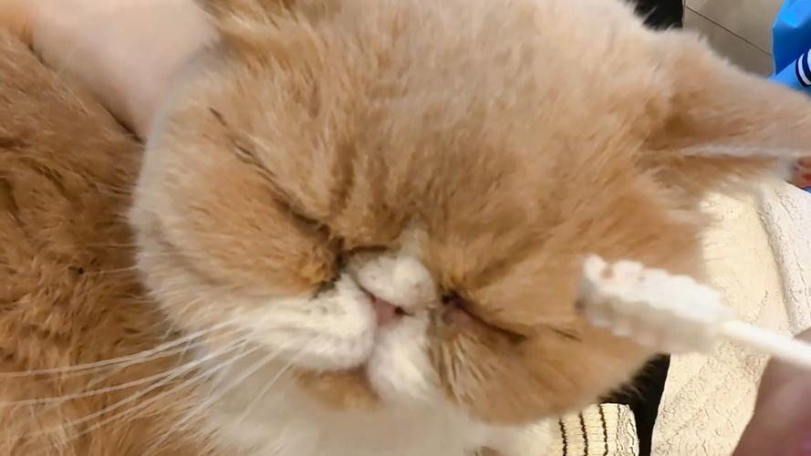 加菲猫眼周泪痕清洁正确手法示意图