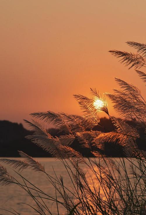 风中摇曳的芦苇与落日