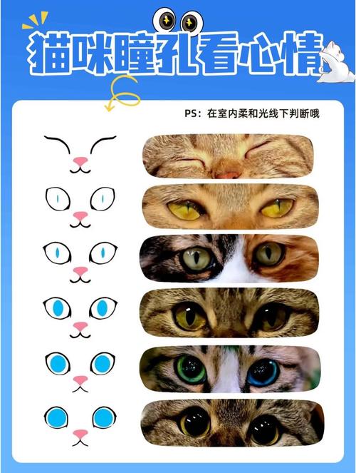 家猫瞳孔放大情绪变化特写
