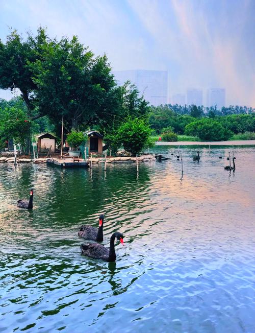 五缘湾湿地公园：被忽视的生态角落