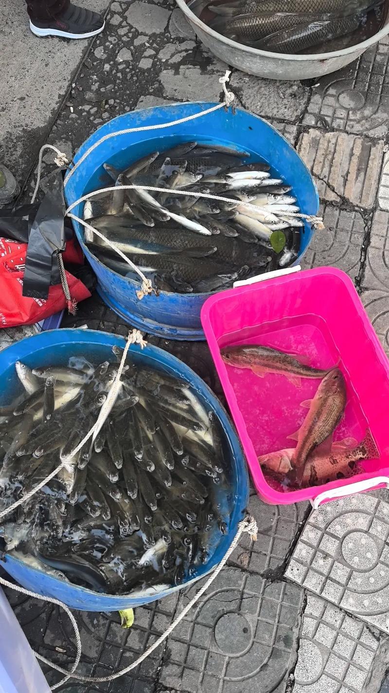 韩江早市鱼摊