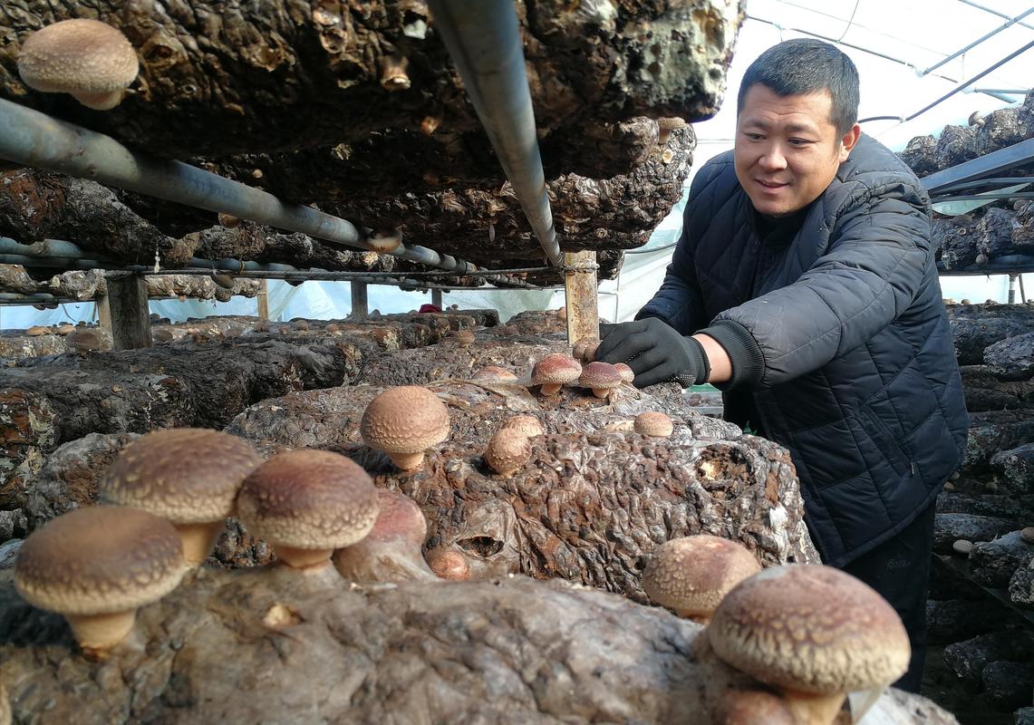 湖北南漳山区香菇种植基地山林