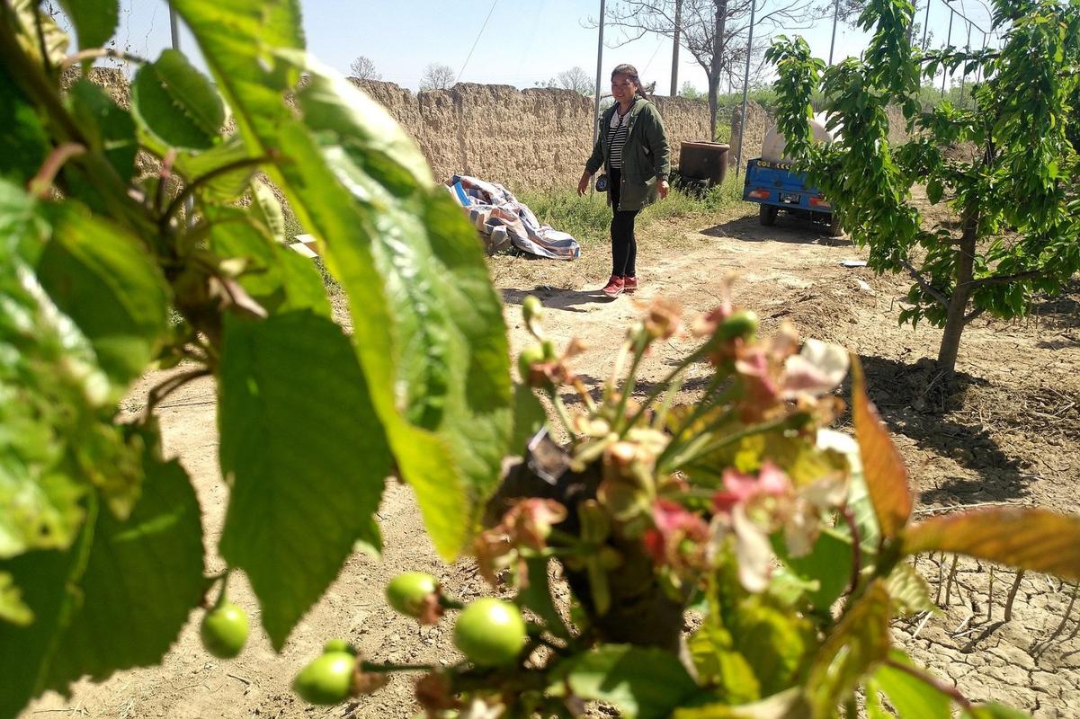北方露天樱桃种植园倒春寒冻害现场