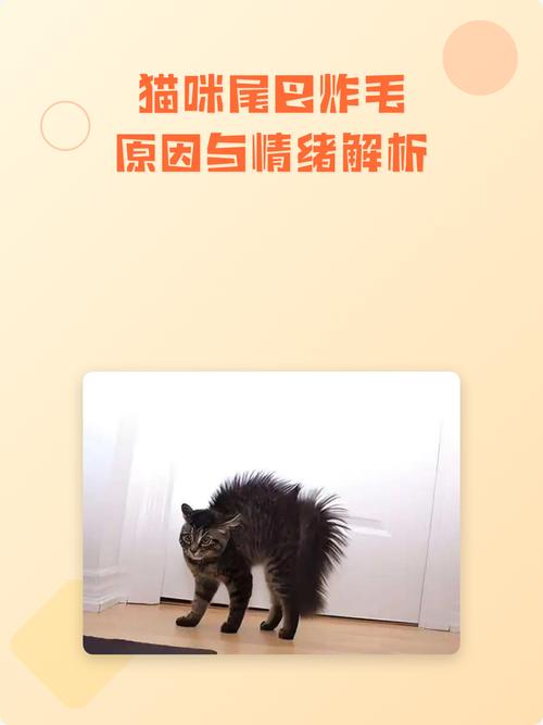 一只猫表现出防御姿态尾巴炸毛示意