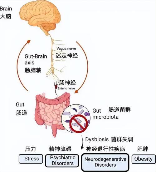 人体肠胃与情绪神经关联示意图