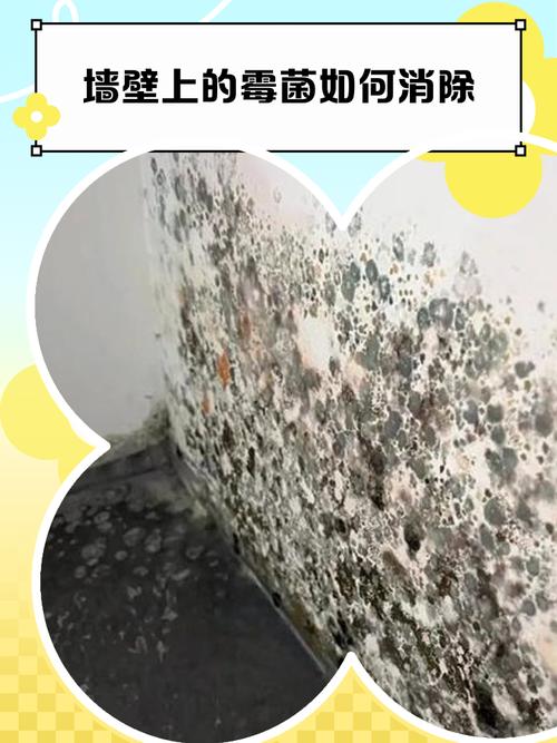墙面霉菌菌丝穿透墙漆层结构示意图