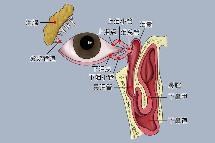 新生儿鼻泪管解剖位置示意图