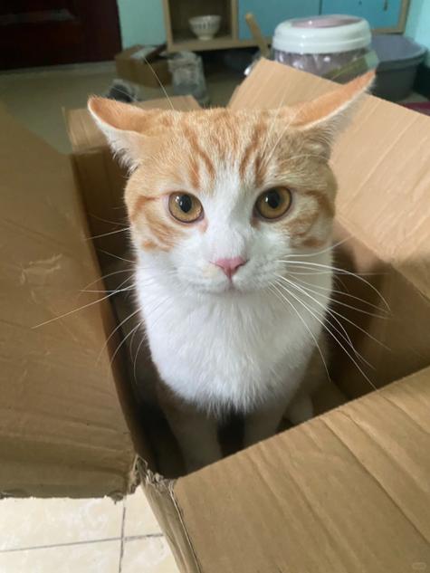 猫咪处于不耐烦状态的飞机耳姿态实拍