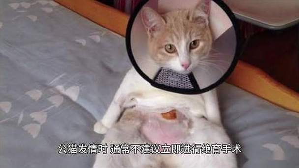 公猫发情蹲在家门口挠门叫的日常场景