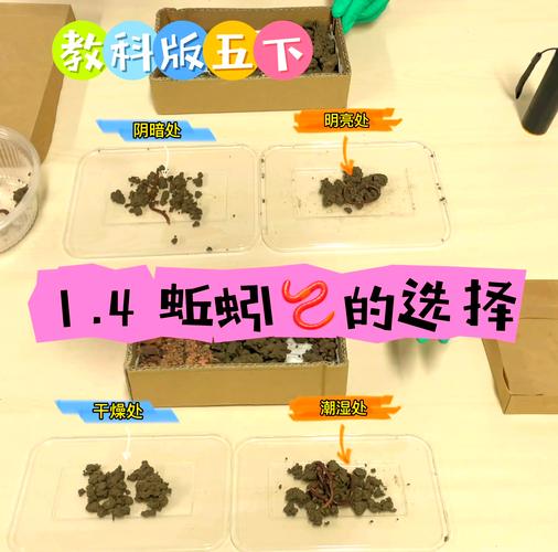 小学生户外观察蚯蚓科学探究实践场景
