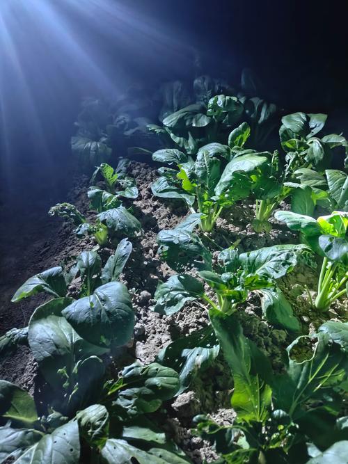 农村夏夜小院灯下摘菜场景图