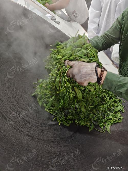 池州石台茶农用手工铁锅炒制雾里青鲜叶