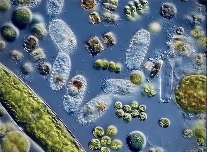 沼泽水样显微镜微生物群落