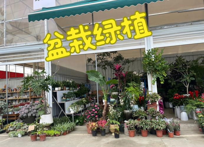 买盆栽哪里是买植物，是买一段没人催的日子