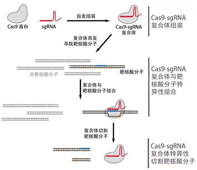 CRISPR基因编辑技术原理示意图